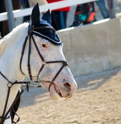 Close-up of a horse