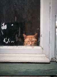 Cat lying on wall