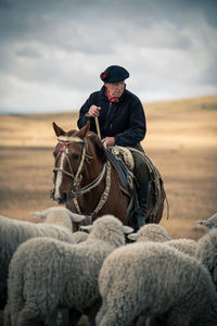 Mature man with sheep riding horse on land