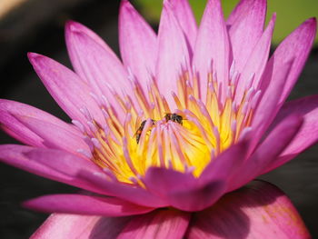 Close-up of insect on pink water lily