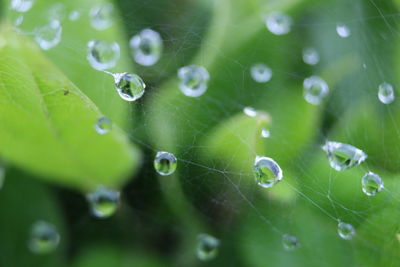 Close-up of water drops on spider web