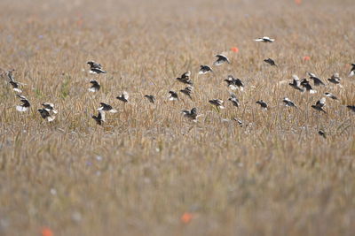 Flock of birds on land
