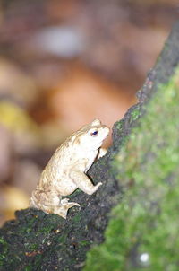 Close-up of lizard on rock