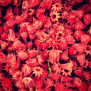 Full frame shot of red flowers