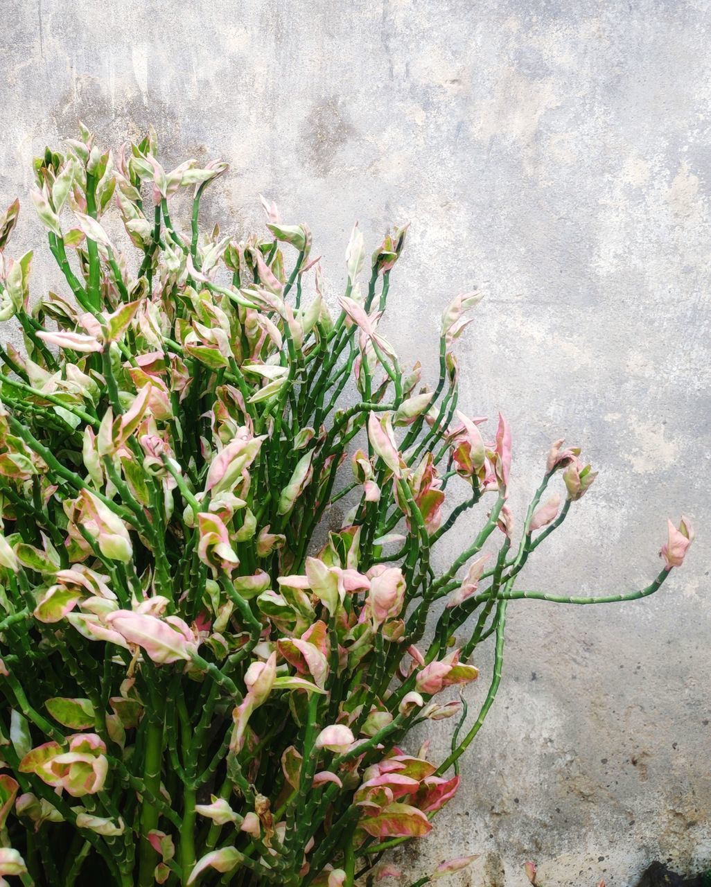 CLOSE-UP OF FLOWERING PLANTS AGAINST WALL