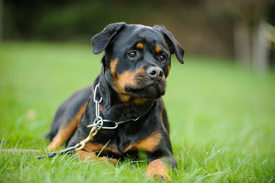 Portrait of a dog on grassland