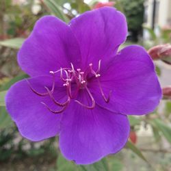 Close-up of flower blooming outdoors