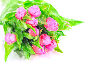 Close-up of pink roses against white background