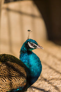 Close-up of peacock