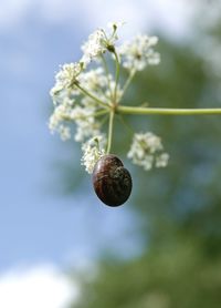 Close-up of snail on plant