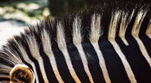 Close-up of zebra