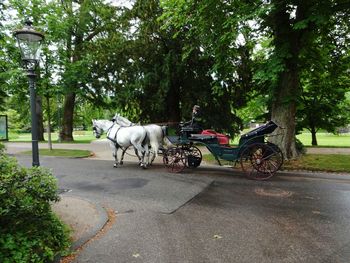 Horse cart on road