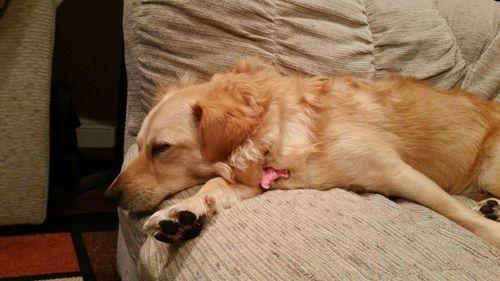 Close-up of dog lying on floor