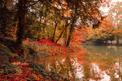 Trees by lake during autumn