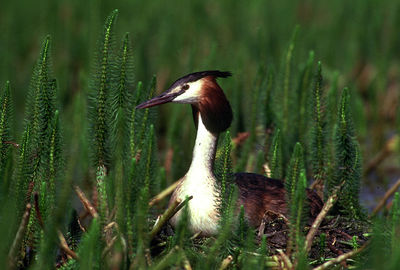 Bird relaxing on nest amidst plants