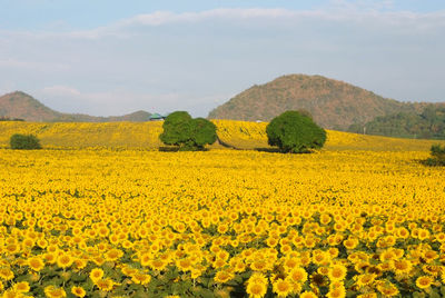Scenic view of oilseed rape field against sky