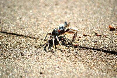 Close-up of spider