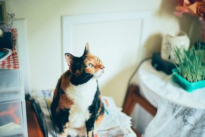 Cat sitting in a home