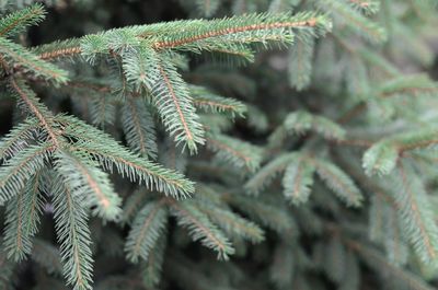 Close-up of pine tree branch