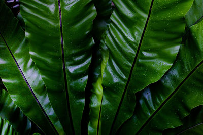 Full frame shot of fresh green leaves