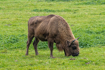 Horse standing in a field