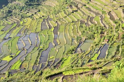 Panoramic colourful rice fields in northern philippines 