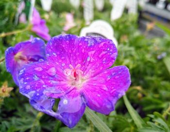 Close-up of wet purple flowering plant