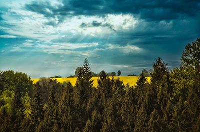 Plants growing on land against sky