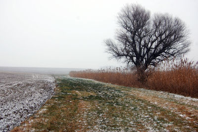 Bare trees on landscape