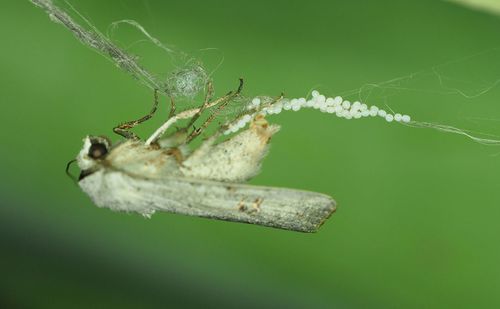 Close-up of insect on leaf