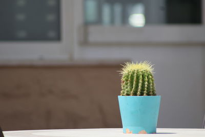 Close-up of potted cactus on table