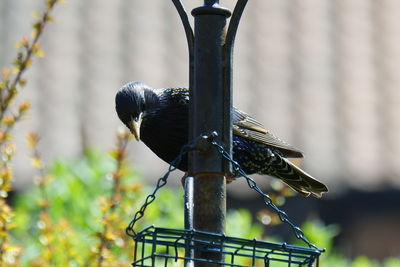 Close-up of bird perching on railing