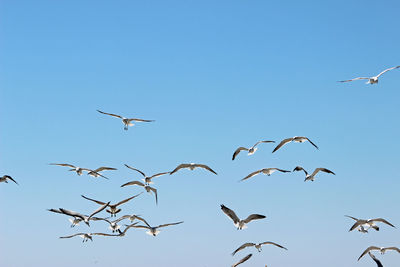 Low angle view of seagulls flying against clear blue sky