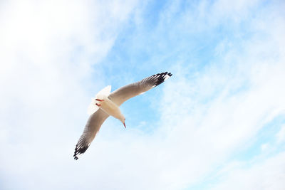Low angle view of seagull flying