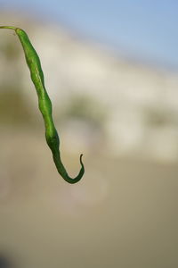 Close-up of lizard on plant