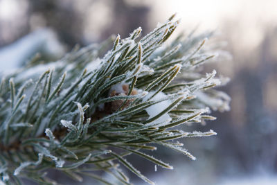 Close-up of pine tree during winter