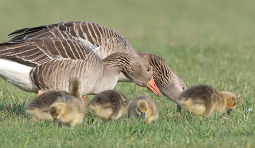 Ducks in a field