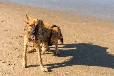 Dog on the beach