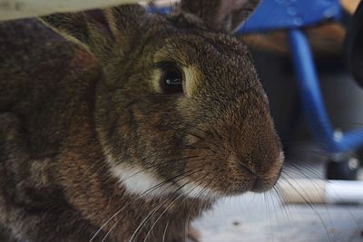 Close-up portrait of cat
