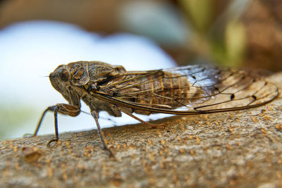 Close-up of insect on rock