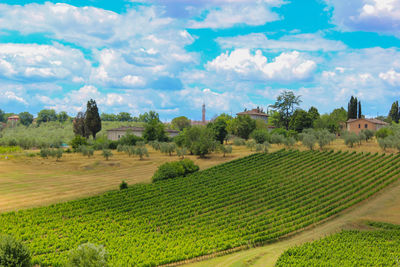 Scenic view of agricultural field against sky