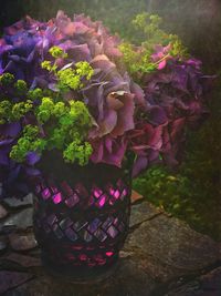 Close-up of purple flower plants