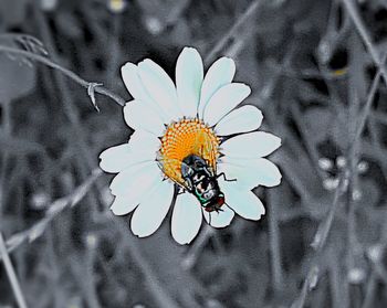 Close-up of butterfly pollinating on flower