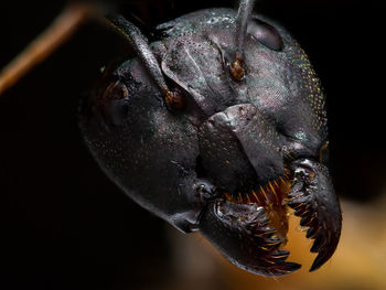 Close-up of insect