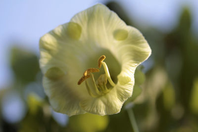 Close-up of white flowering plant