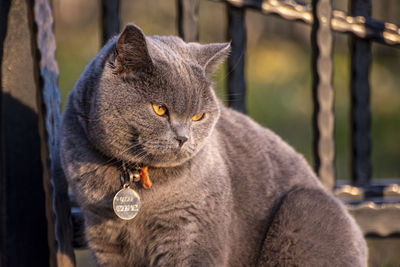 Close-up of a cat looking away