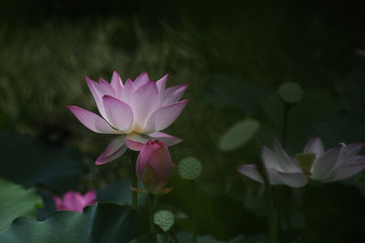 Close-up of pink water lily in lake