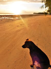 Close-up of dog at beach against sky during sunset