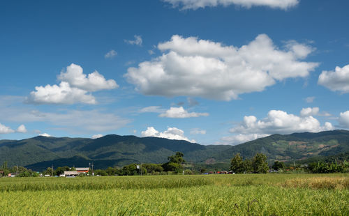 Scenic view of agricultural field against sky