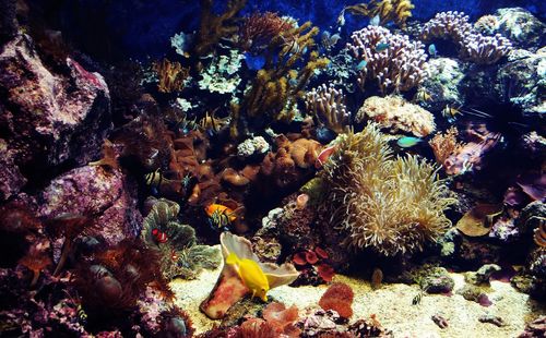 Close-up of fish swimming in sea